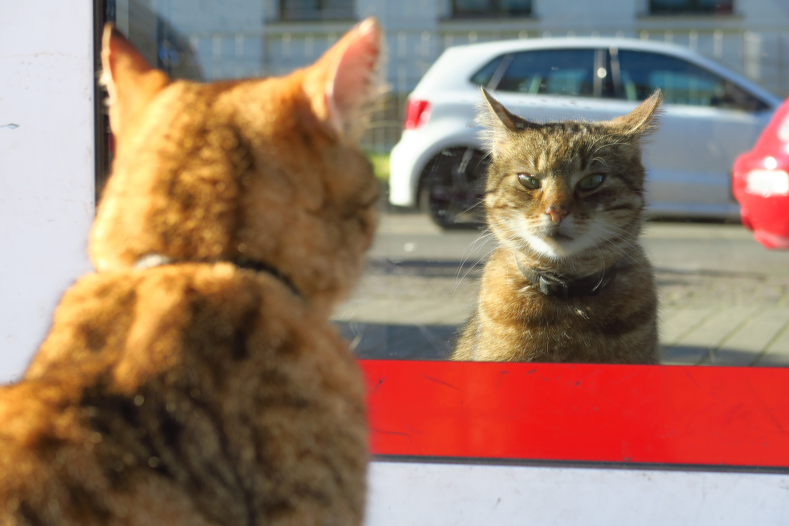 sich spiegelnde Katze in einer Glasfassade