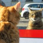 sich spiegelnde Katze in einer Glasfassade