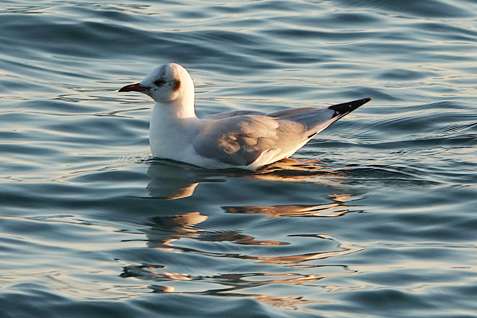 sich spiegelnde Möwe im Abendlicht