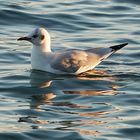 sich spiegelnde Möwe im Abendlicht