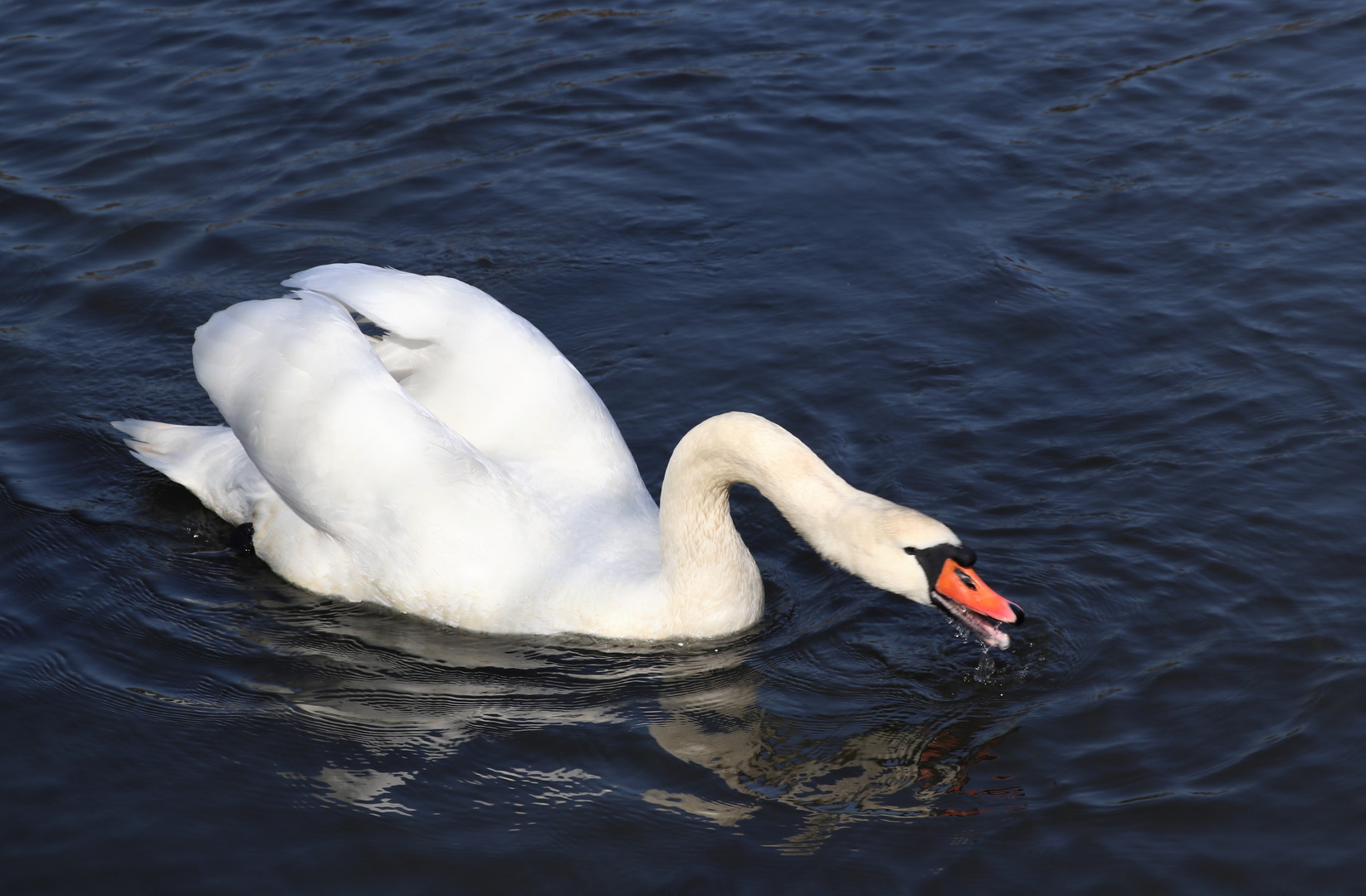 sich spiegelnder Schwan