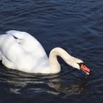 sich spiegelnder Schwan