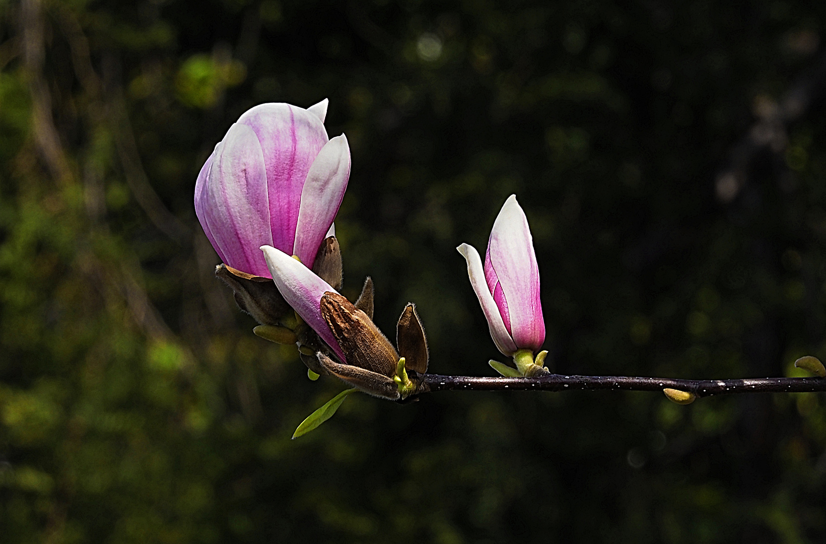 Sich täglich gute Gedanken machen -  Magnolie 