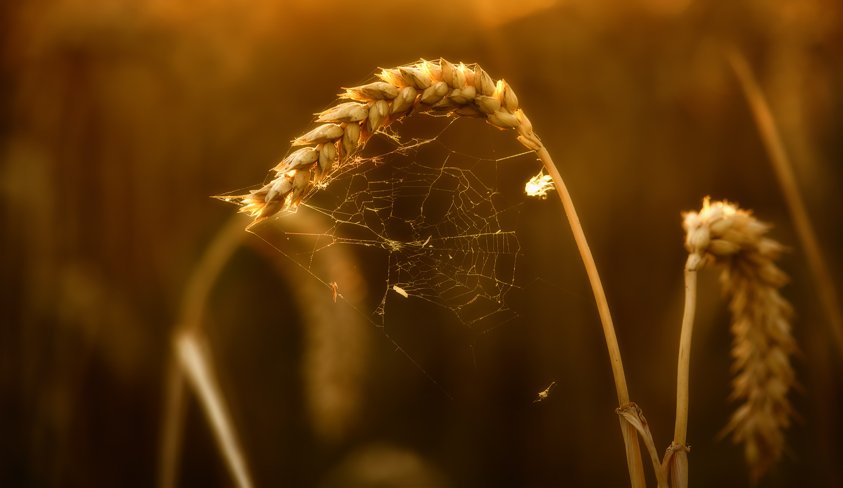 sich vor dunkelheit verstecken, spinne ist weg ...