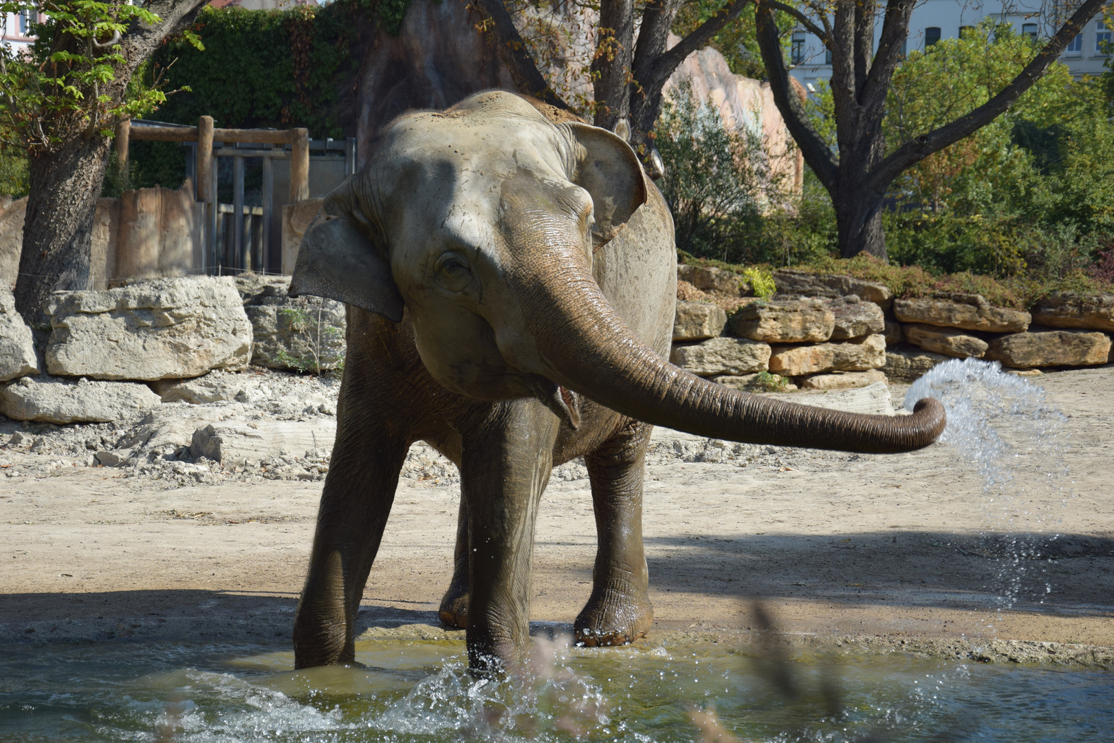 sich waschender Elefant