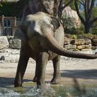 sich waschender Elefant