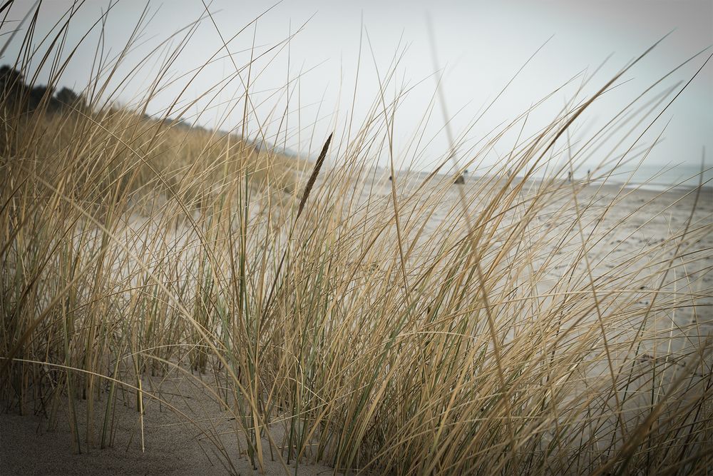 Sich wiegen im Wind