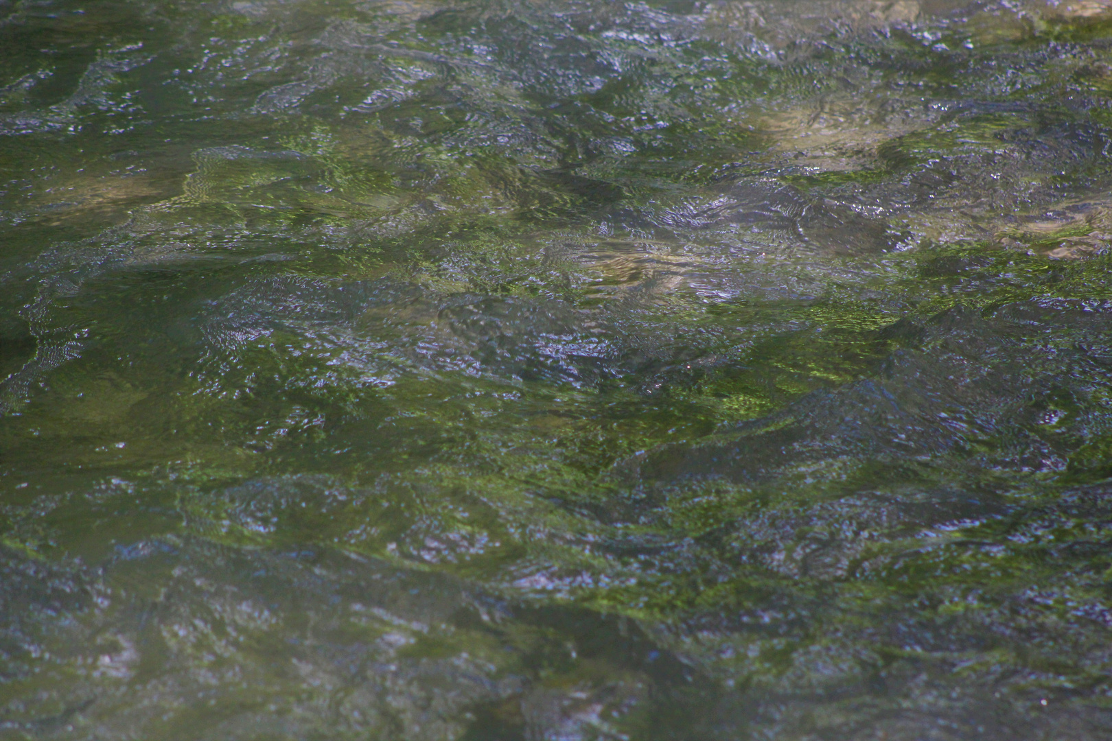 sich wiegende Wasserpflanzen und Gräser 