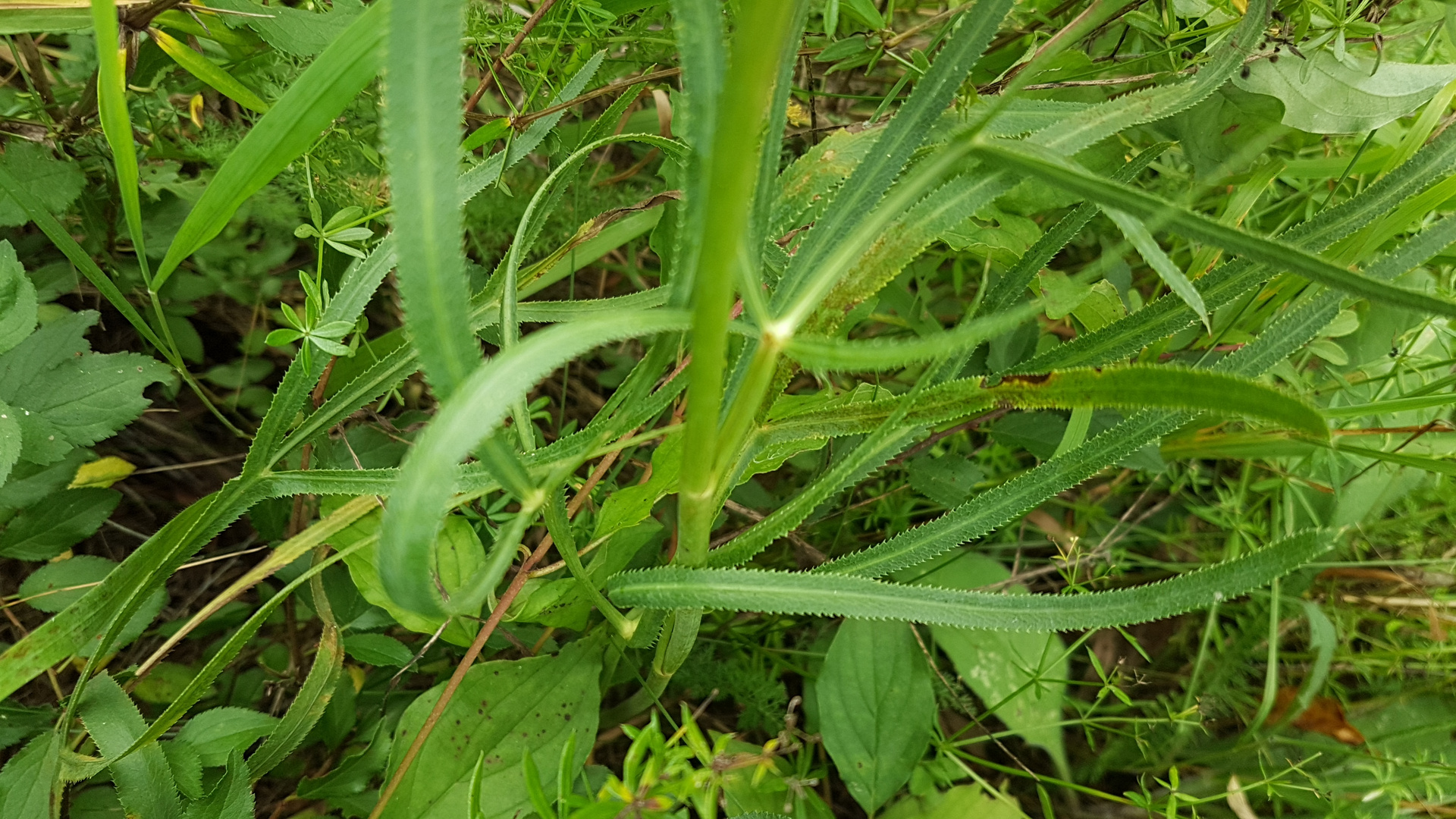 Sichelmöhre, Blatt