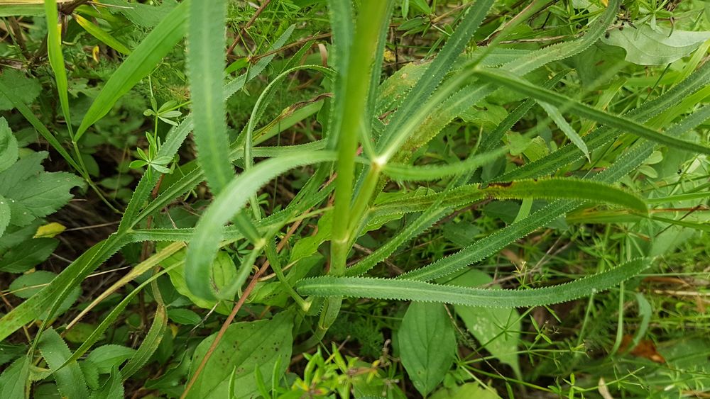 Sichelmöhre, Blatt