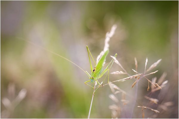 Sichelschrecke