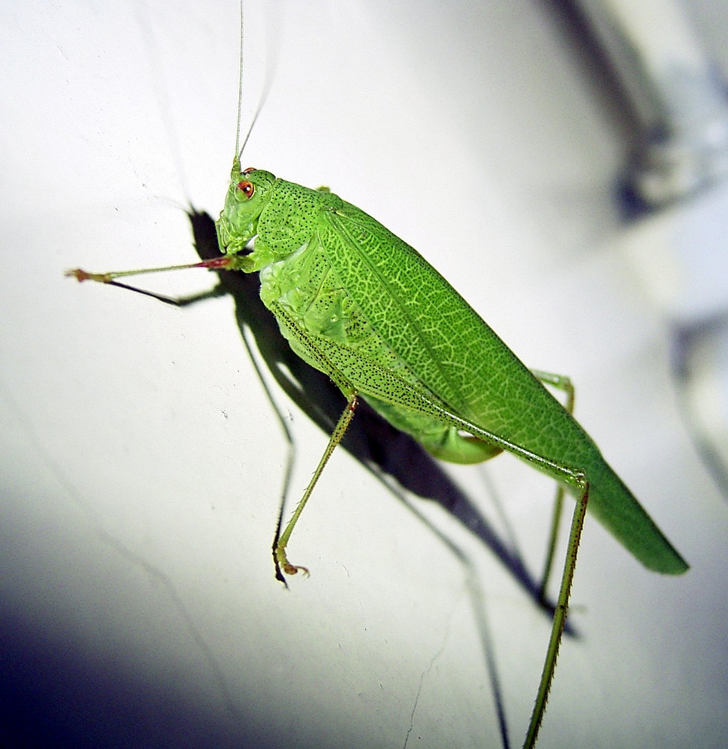 Sichelschrecke (Phaneroptera)