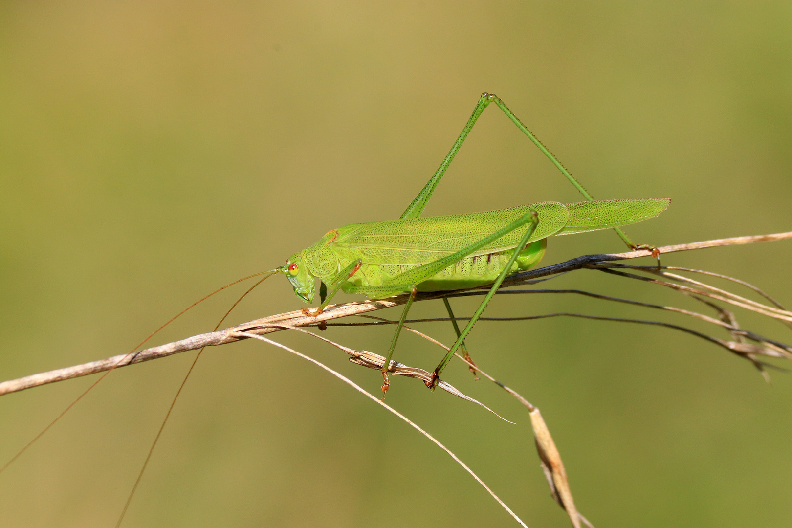 Sichelschrecke Phaneroptera falcata 