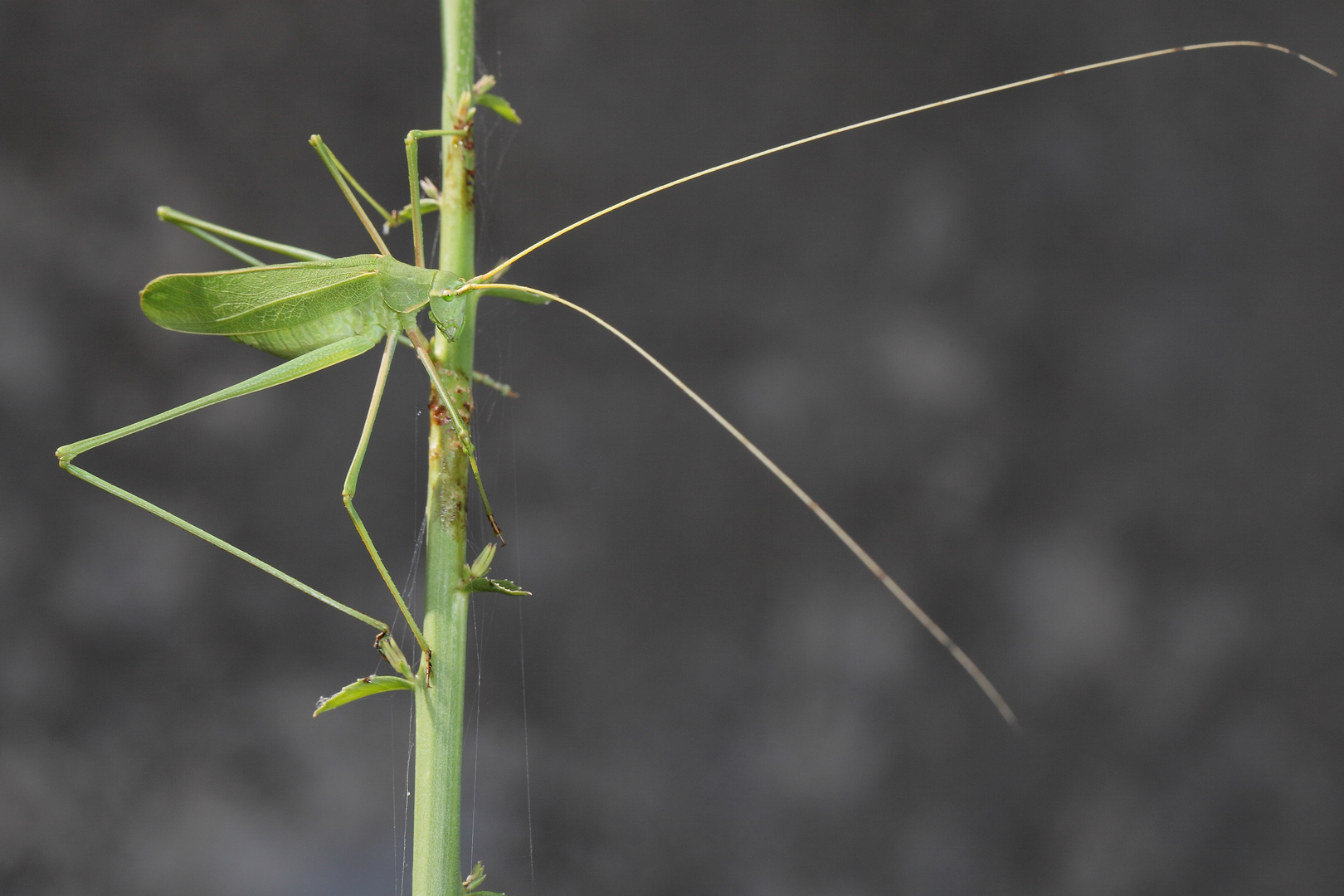 Sichelschrecke (Phaneroptera spec.)