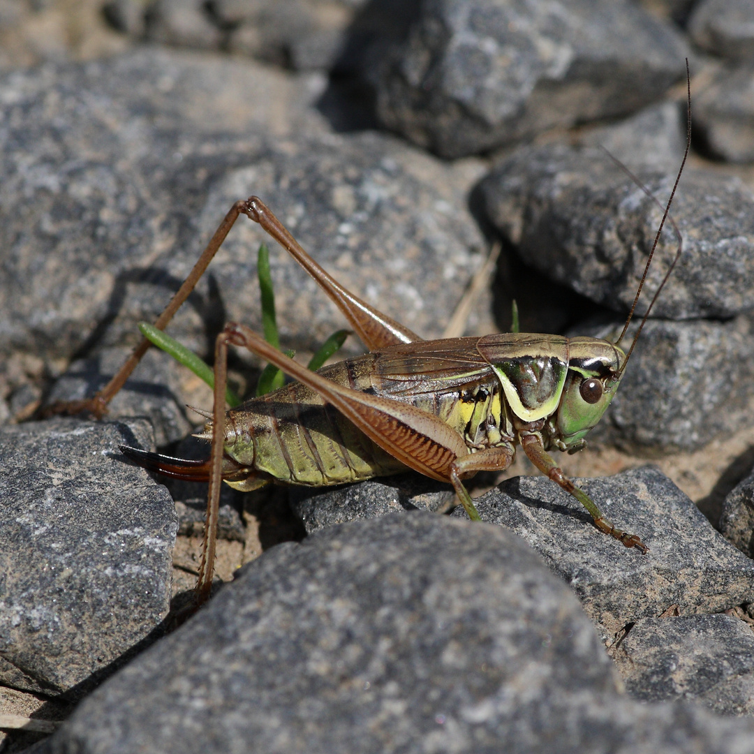 Sichelschrecke (Phaneropteridae)