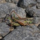 Sichelschrecke (Phaneropteridae)