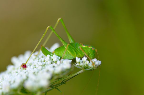 Sichelschrecke (w) auf wilder Möhre