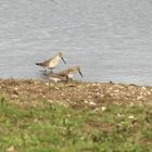 Sichelstrandläufer am Niederrhein #2