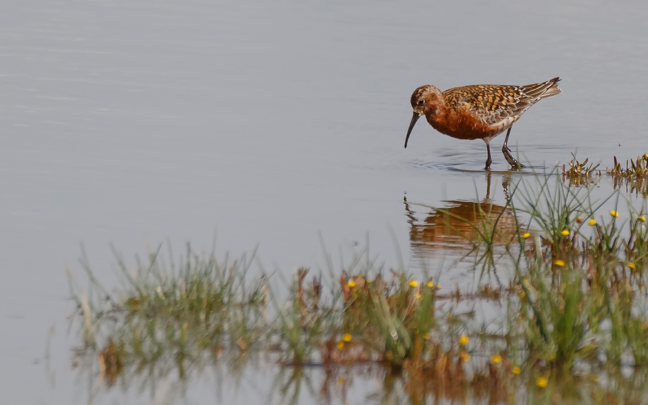 Sichelstrandläufer (Calidris ferruginea)