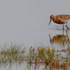 Sichelstrandläufer (Calidris ferruginea)