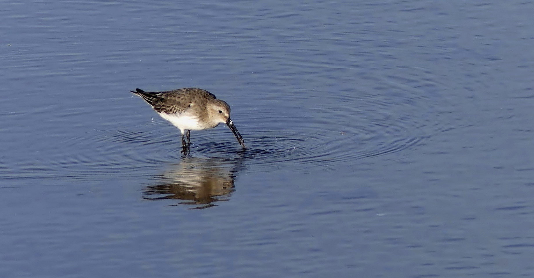 Sichelstrandläufer (Calidris ferruginea)... 