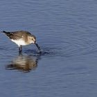 Sichelstrandläufer (Calidris ferruginea)... 