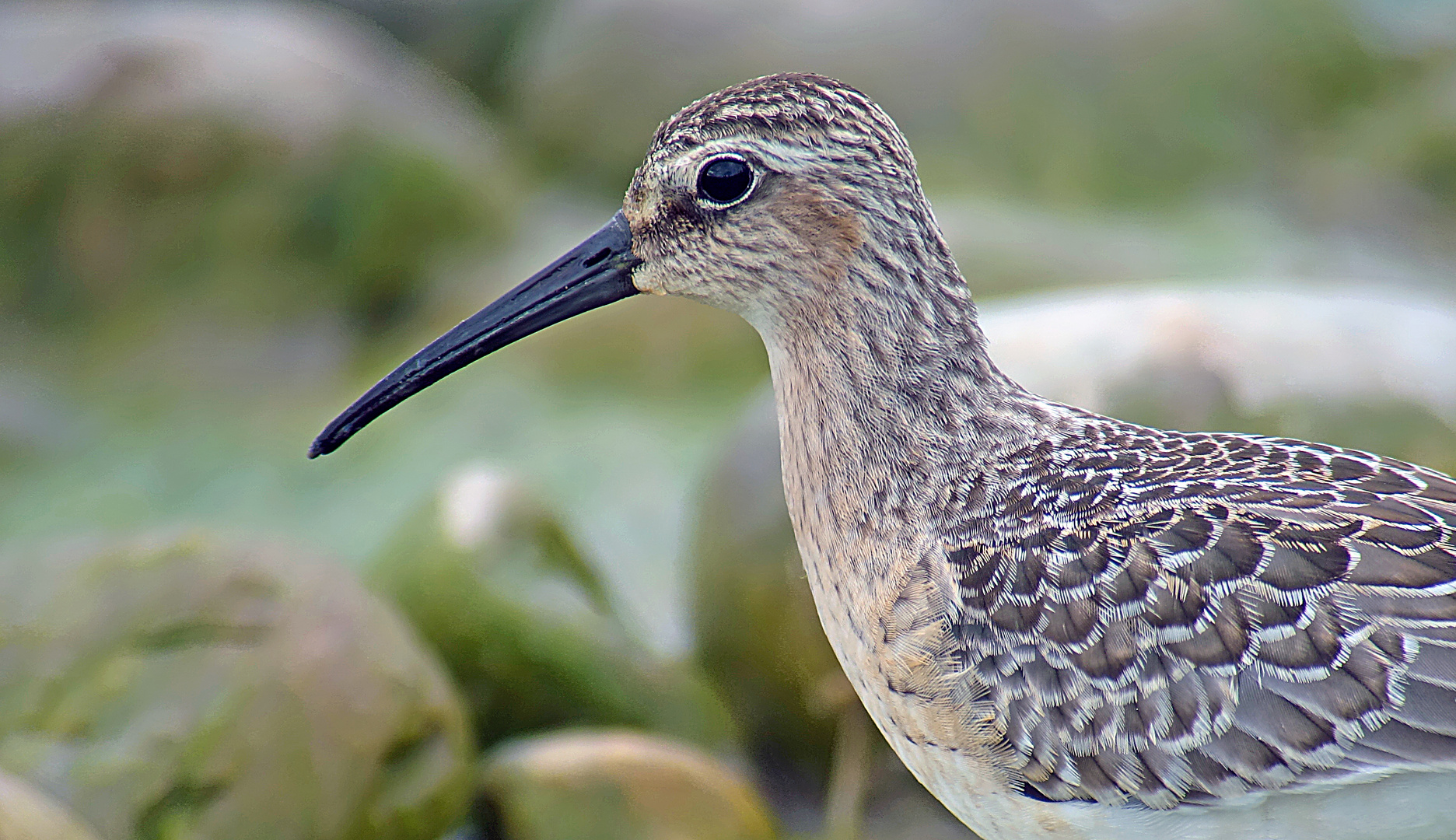 Sichelstrandläufer, Jungvogel, September 2015, Schweiz