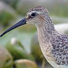 Sichelstrandläufer, Jungvogel, September 2015, Schweiz