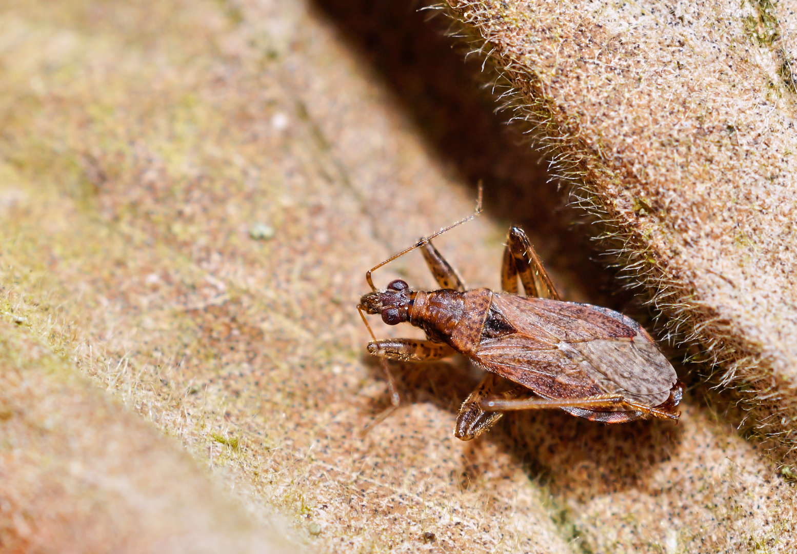 Sichelwanze Himacerus major