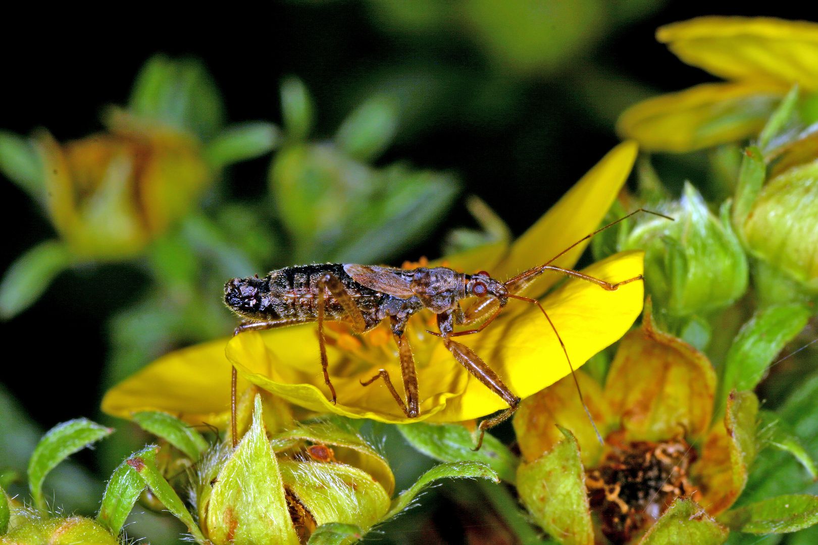 Sichelwanze (Himacerus (Nabis) apterus)....