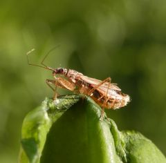 Sichelwanze - Landräuber (Nabis rugosus) in verschiedenen Ansichten