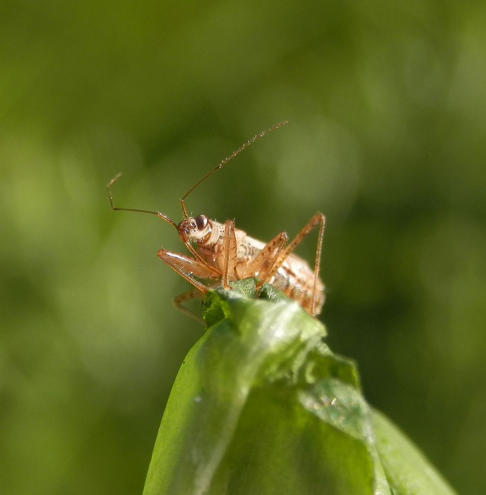 Sichelwanze - Landräuber (Nabis rugosus) in verschiedenen Ansichten