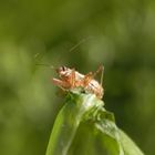 Sichelwanze - Landräuber (Nabis rugosus) in verschiedenen Ansichten