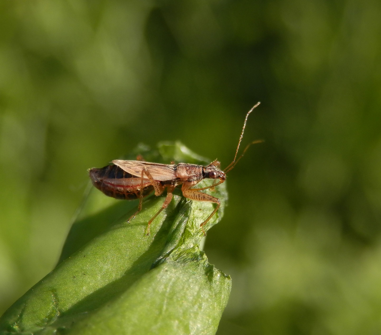 Sichelwanze - Landräuber (Nabis rugosus) in verschiedenen Ansichten