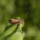 Sichelwanze - Landräuber (Nabis rugosus) in verschiedenen Ansichten