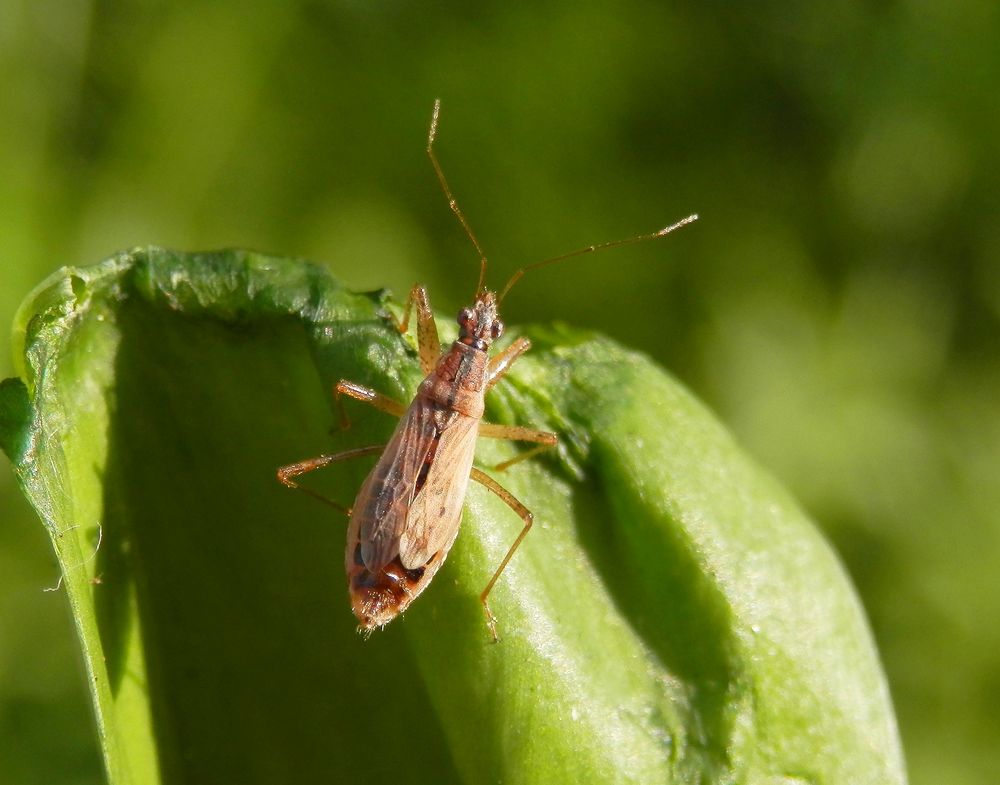 Sichelwanze - Landräuber (Nabis rugosus) in verschiedenen Ansichten