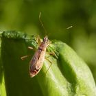 Sichelwanze - Landräuber (Nabis rugosus) in verschiedenen Ansichten