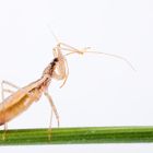 Sichelwanze (Nabis libatus) - damsel bug (Nabis libatus)