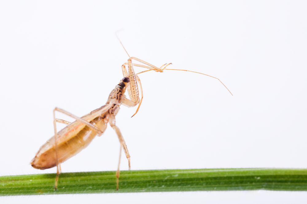 Sichelwanze (Nabis libatus) - damsel bug (Nabis libatus)