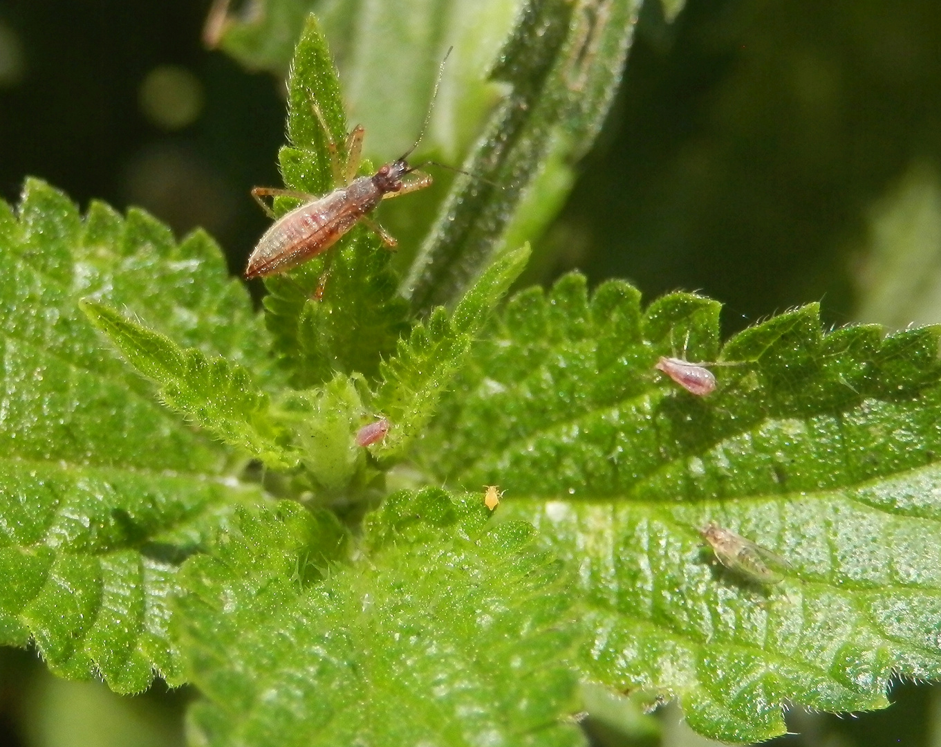 Sichelwanze Nabis sp. und ihre Lieblingsspeise - Läuse