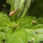 Sichelwanze Nabis sp. und ihre Lieblingsspeise - Läuse