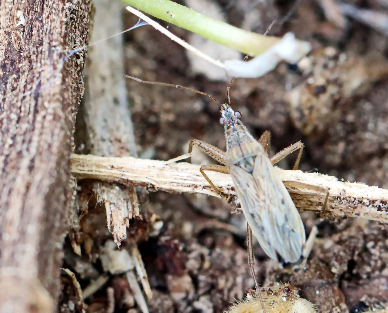 Sichelwanze,Nabis pseudoferus oder N. ferus