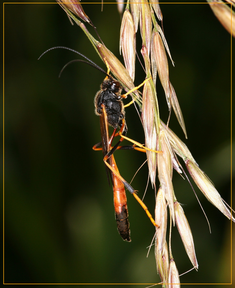 Sichelwespe - Therion circumflexum