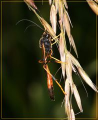 Sichelwespe - Therion circumflexum