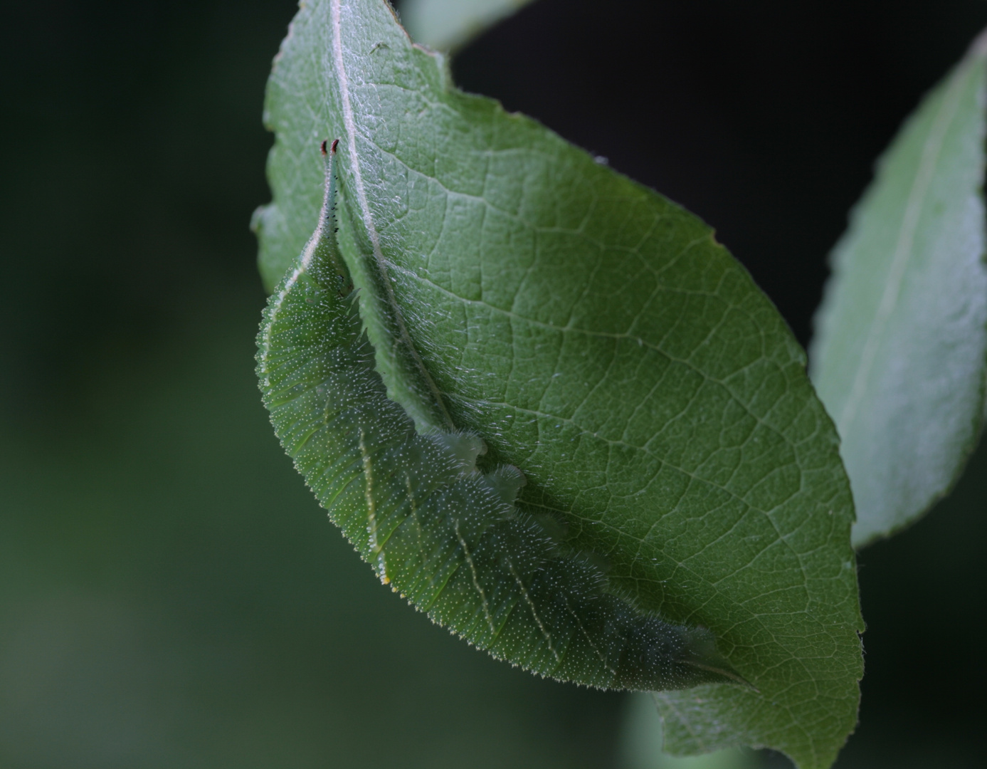 sicher am Blatt