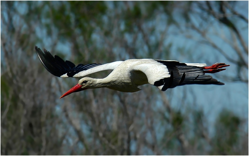 Sicher gehört der Storch zu den am meisten fotografierten Vögeln...