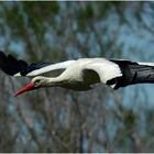 Sicher gehört der Storch zu den am meisten fotografierten Vögeln...