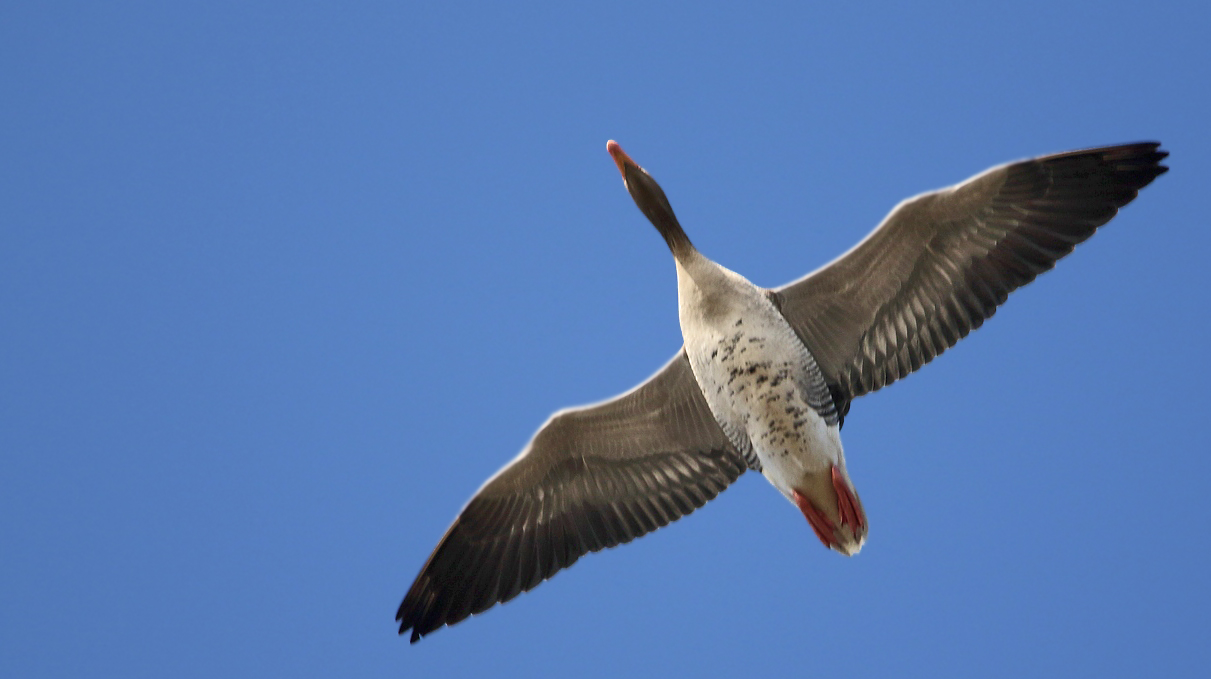 "Sicher ist nur, das es eine GANS ist" - aber welche?