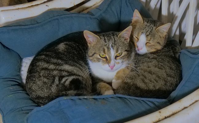 sicher sind die Beiden Geschwister..