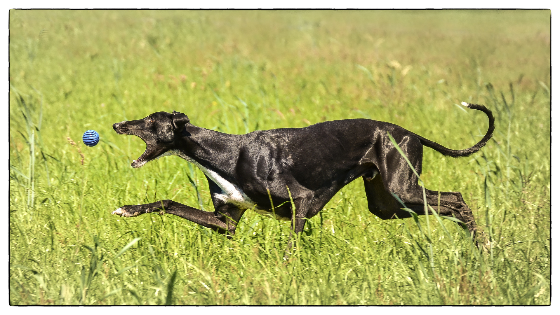 Sicherer Fang Foto &amp; Bild hunde, hund, natur Bilder auf